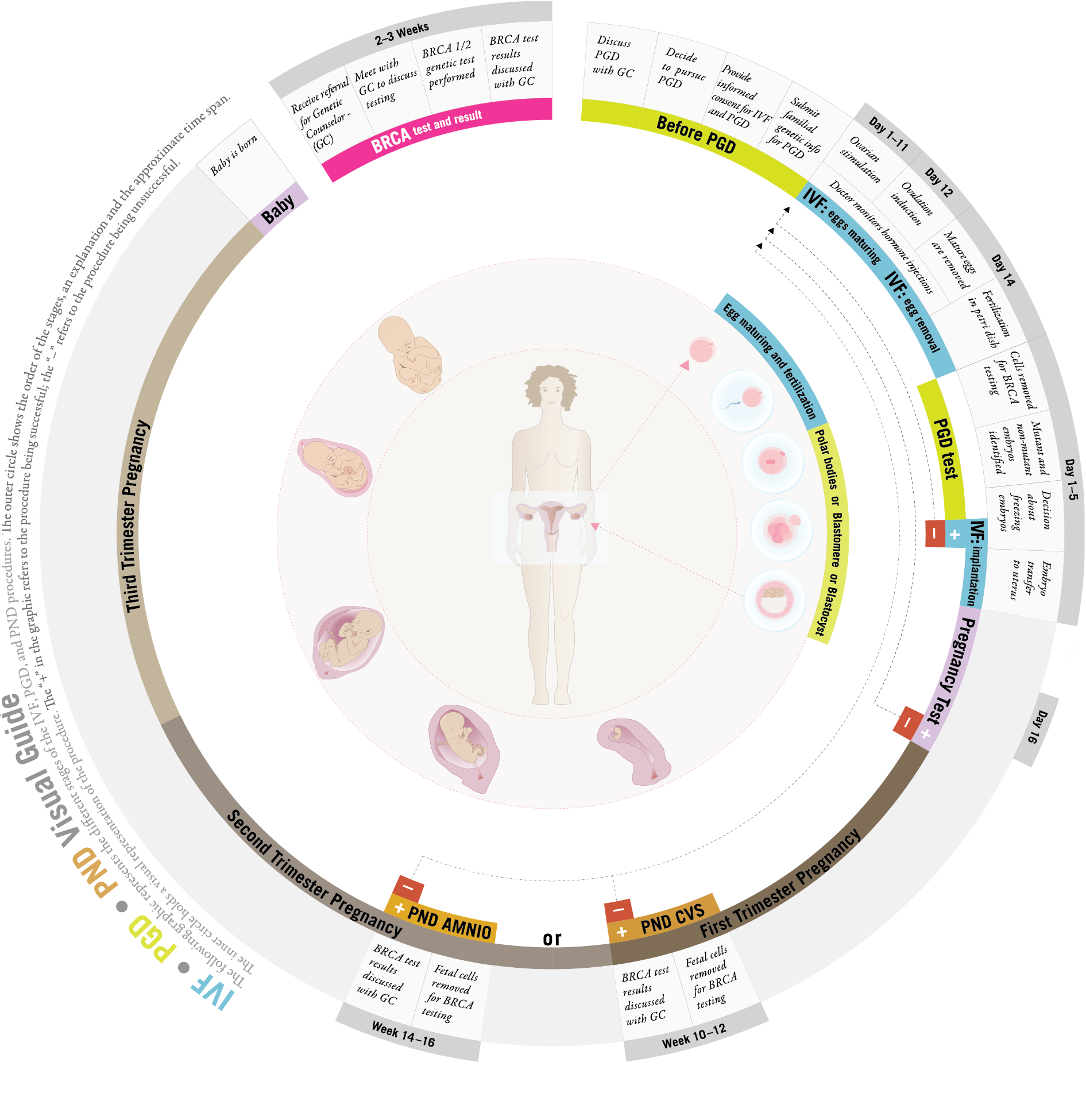 BRCA PGD infographic